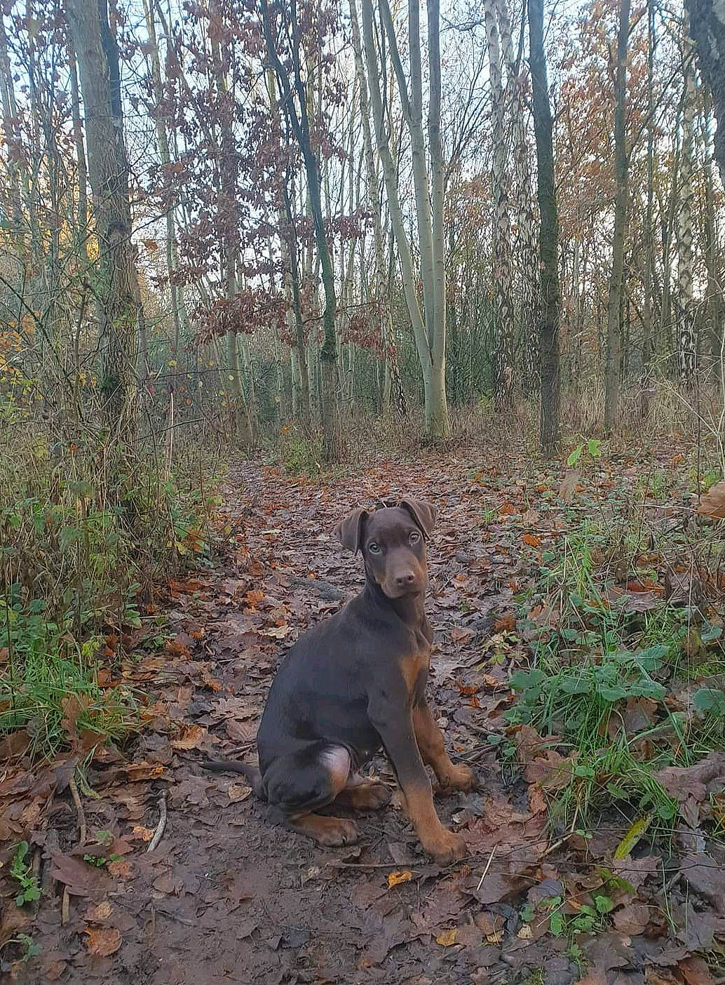 Obi joined the competition — help win amazing prizes! canidae, carnivore, dog, dog_breed, fawn, forest, grass, natural_landscape, plant, plant_community, sky, soil, sporting_group, tail, temperate_broadleaf_and_mixed_forest, tree, trunk, wood, woodland, working_animal