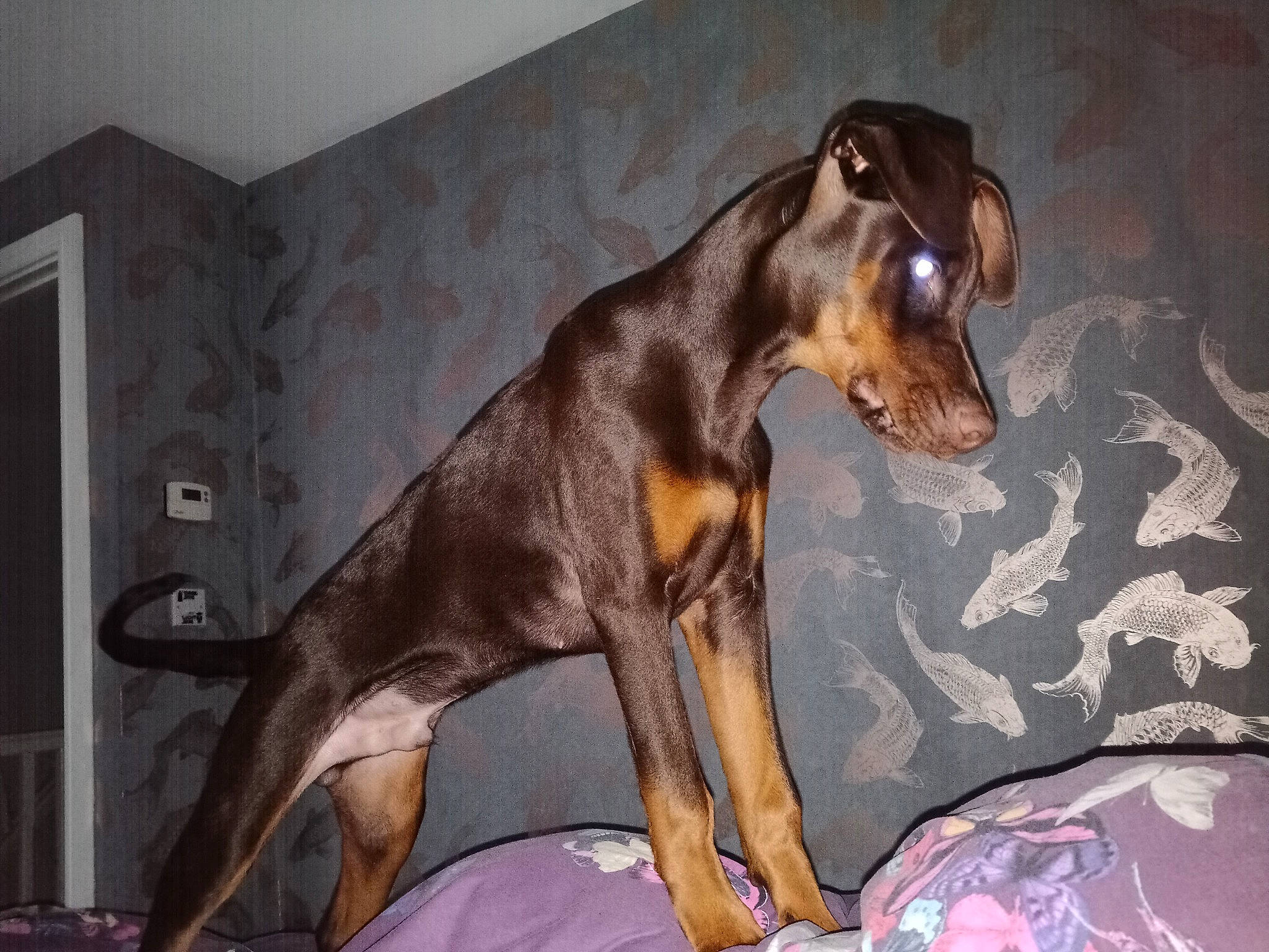 Obi is registered to the contest to win money with this photo: canidae, carnivore, companion_dog, dobermann, dog, dog_breed, dog_supply, door, fawn, hunting_dog, picture_frame, snout, sporting_group, terrestrial_animal, toy_dog, wall_plate, working_animal, working_dog