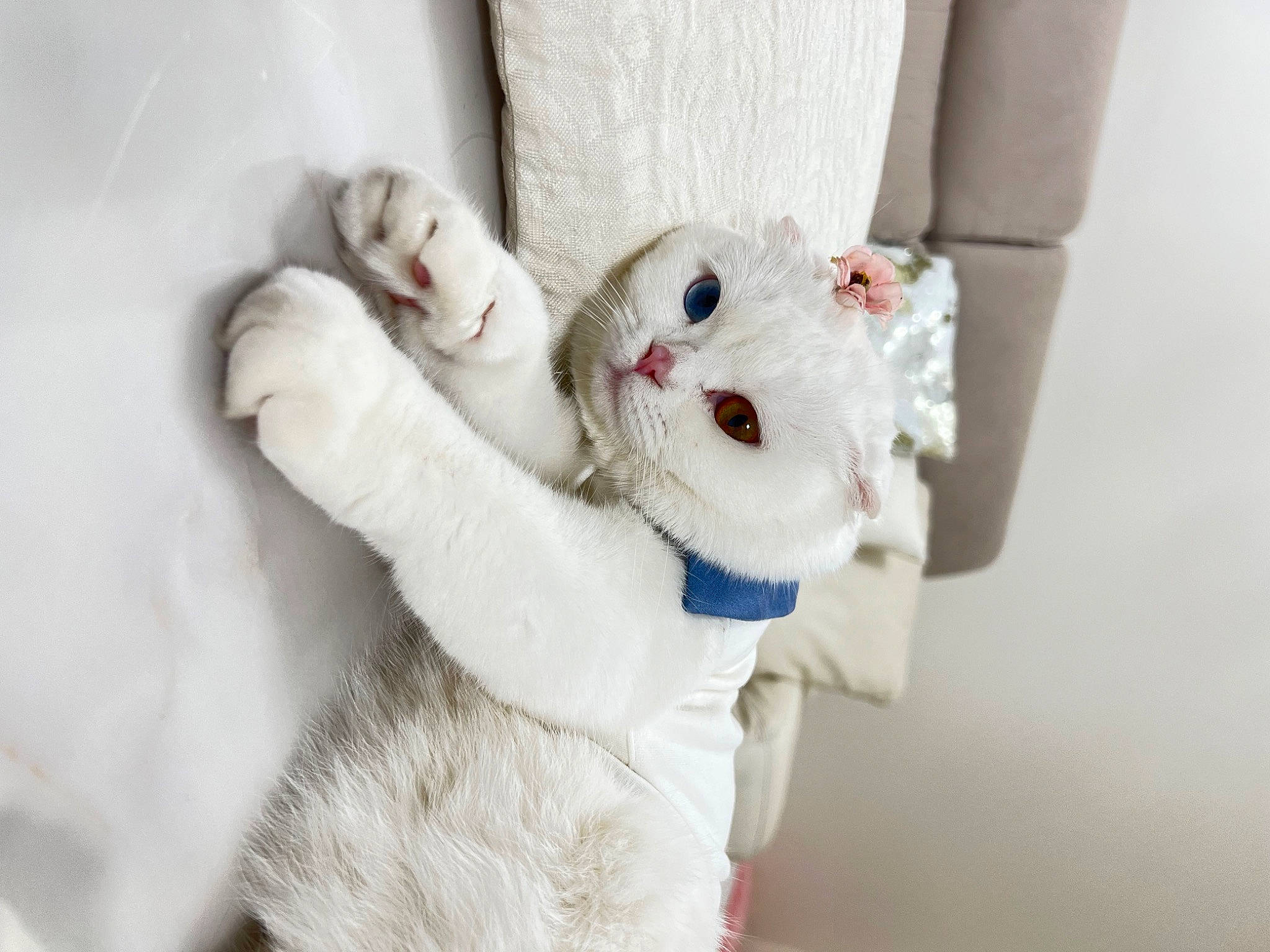 Suna a rejoint le concours — aidez-le/la à gagner de superbes lots ! carnivore, cat, comfort, dress, fashion_accessory, felidae, foot, fur, fur_clothing, gesture, linens, natural_material, paw, plush, sleeve, small_to_medium_sized_cats, stuffed_toy, tail, toy, whiskers