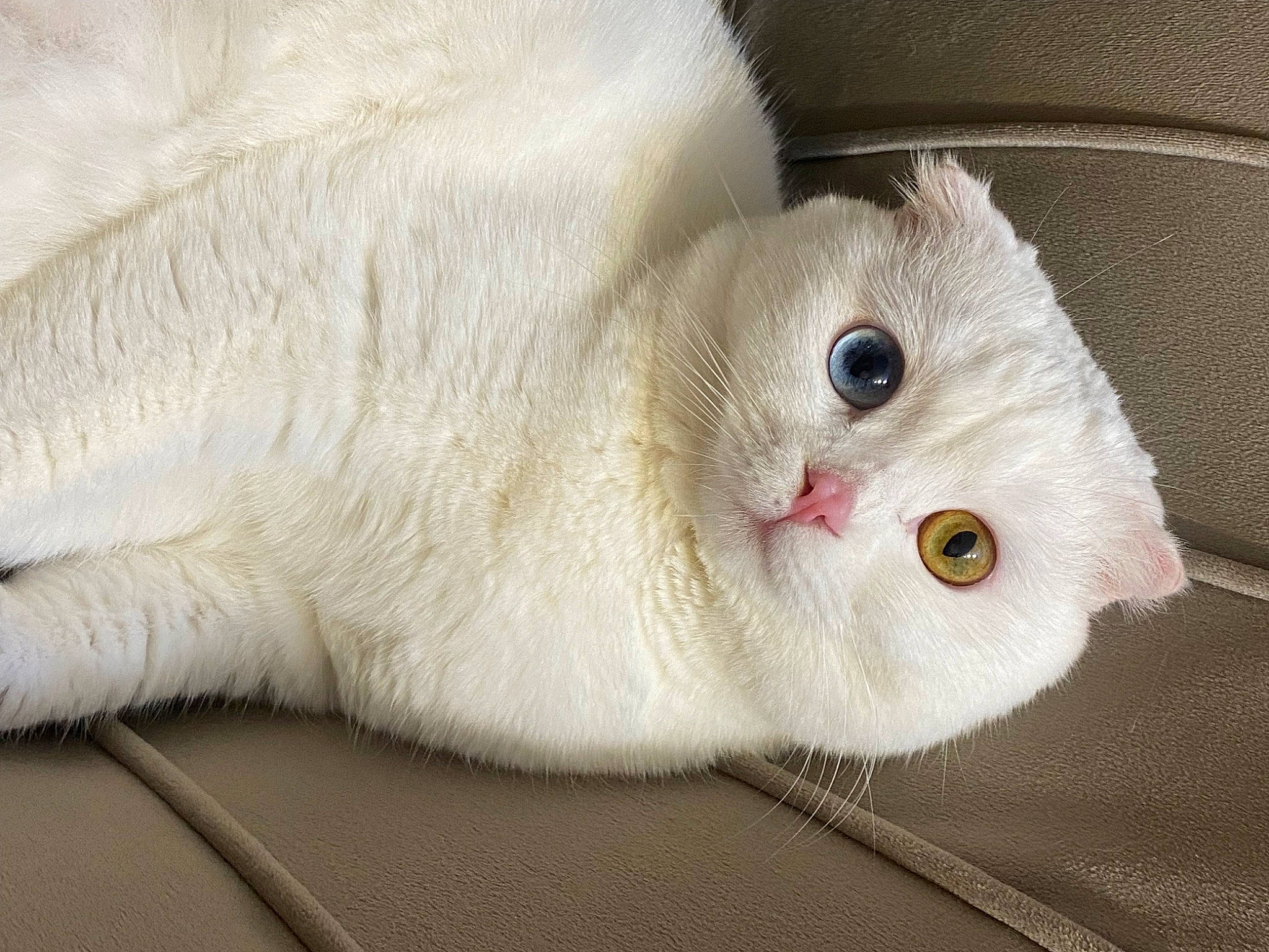 Suna a rejoint le concours — aidez-le/la à gagner de superbes lots ! carnivore, cat, claw, comfort, domestic_short_haired_cat, fawn, felidae, fur, paw, small_to_medium_sized_cats, snout, tail, terrestrial_animal, whiskers