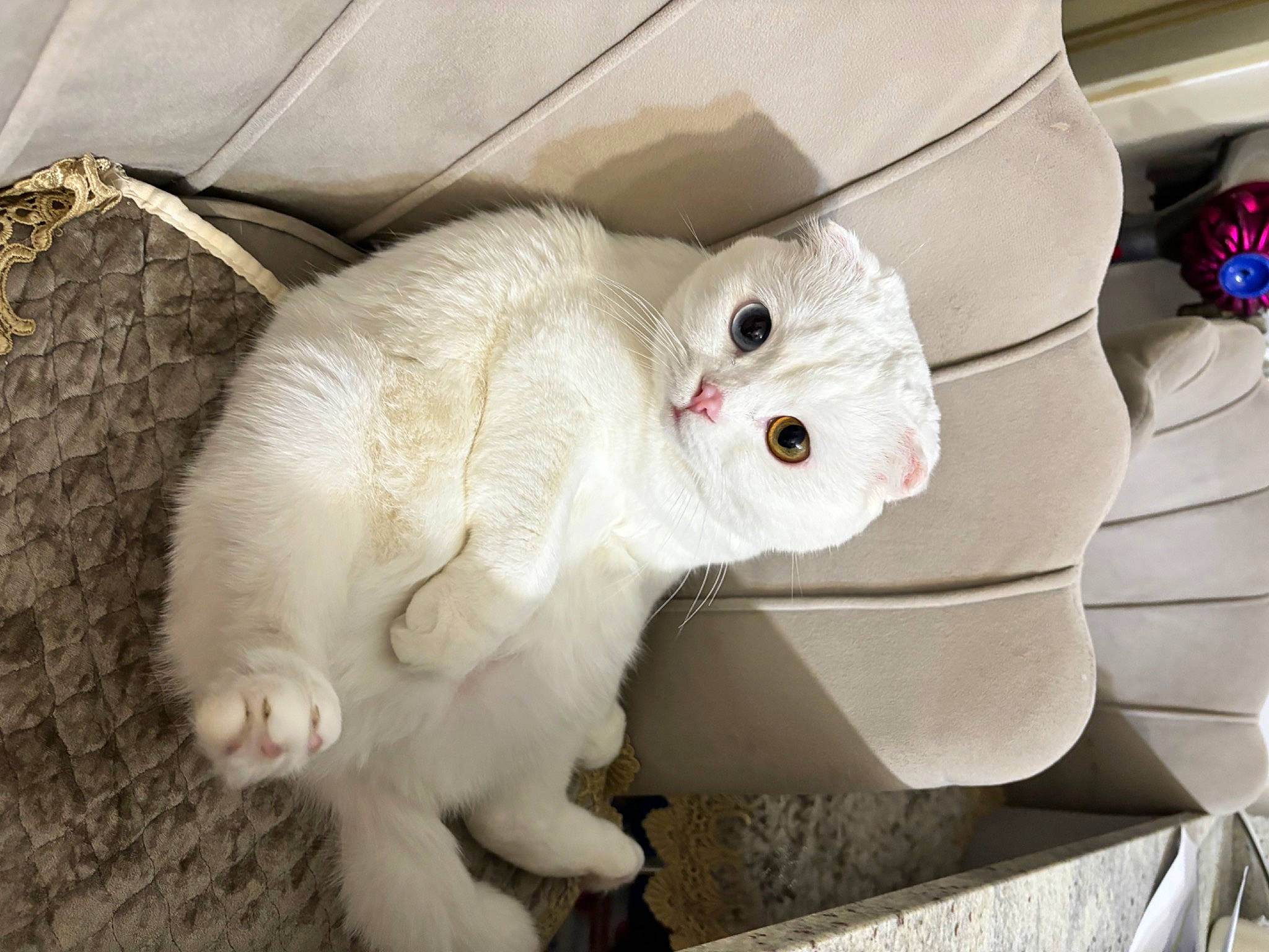 Suna participe au concours pour gagner de l'argent avec cette photo : carnivore, cat, domestic_short_haired_cat, fawn, felidae, fur, paw, small_to_medium_sized_cats, snout, tail, toy, vehicle, whiskers