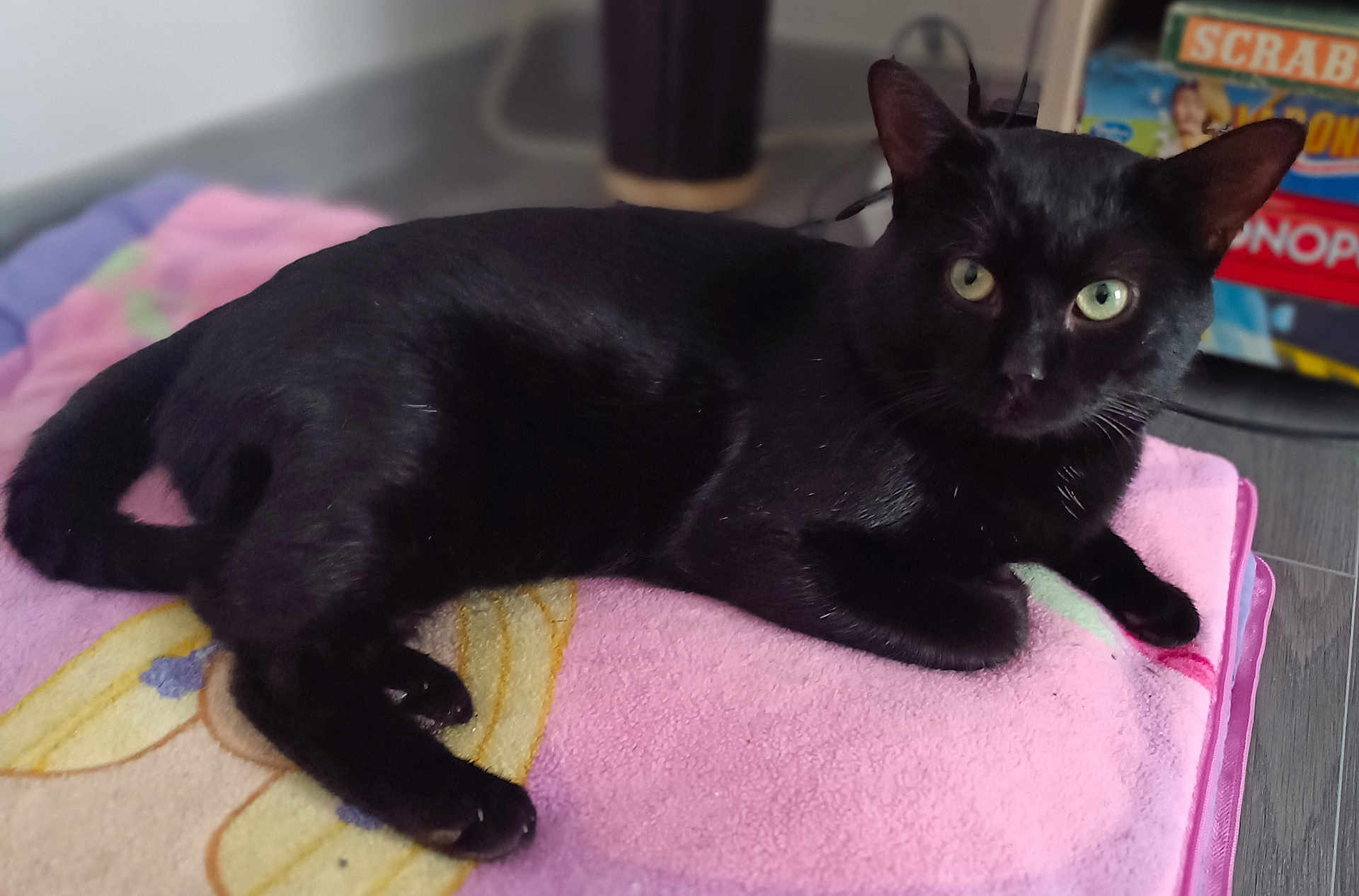 Kiwi participe au concours pour gagner de l'argent avec cette photo : black_cat, cat, pet, animal, feline, green_eyes, towel, pink_towel, floor, board_games, scrabble, monopoly, indoor, relaxed, laying_down, curious, fur, whiskers, ears, tail