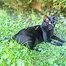 Kiwi a rejoint le concours — aidez-le/la à gagner de superbes lots ! alert, animal, black_cat, cat, close_up, clover, ears, eyes, fur, grass, greenery, laying_down, mammal, nature, outdoor, pet, relaxed, shiny, sunlight, whiskers