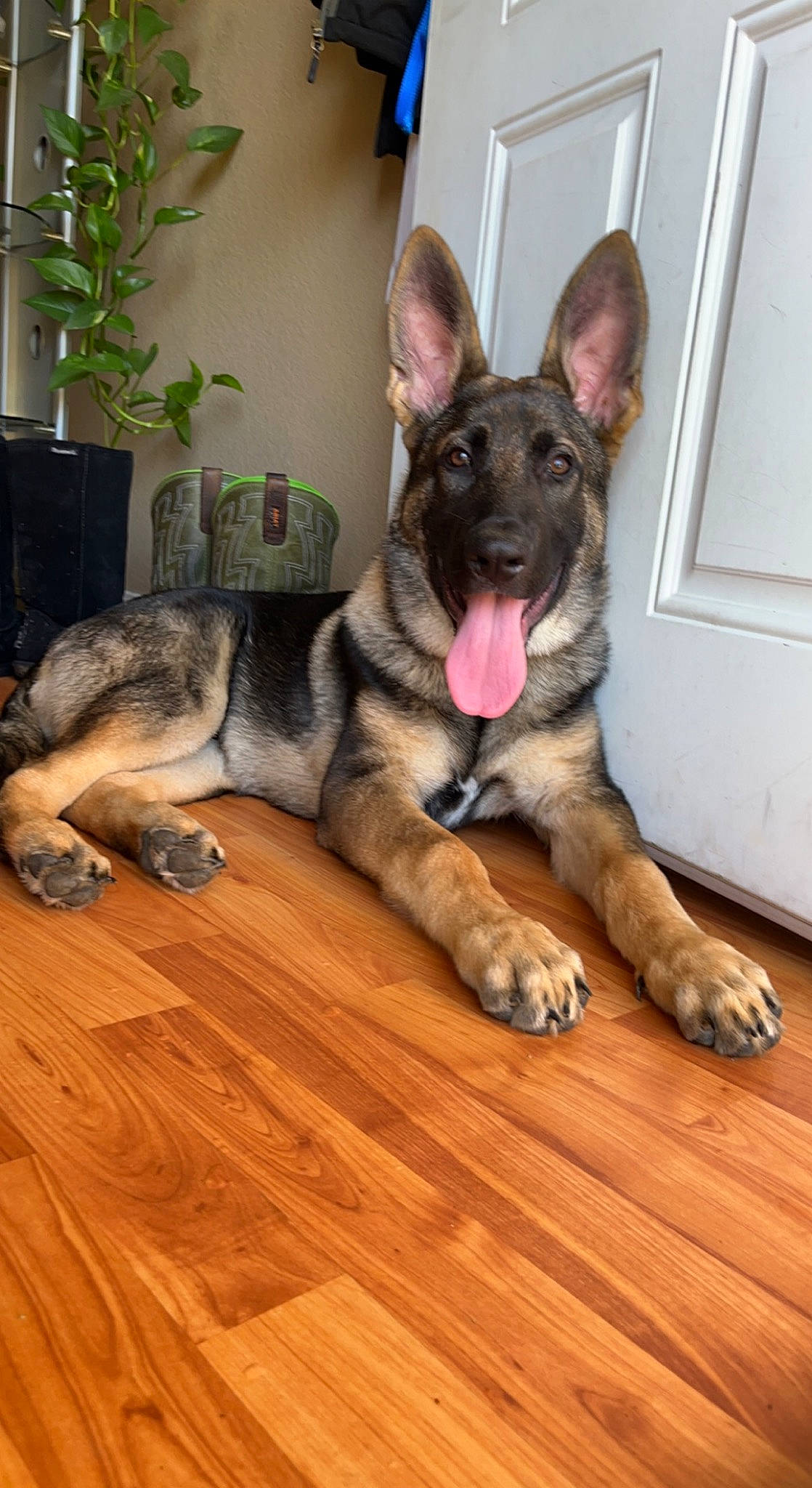 Diesel joined the competition — help win amazing prizes! canidae, carnivore, companion_dog, dog, dog_breed, dog_supply, fawn, flooring, flowerpot, german_shepherd_dog, hardwood, herding_dog, houseplant, laminate_flooring, plant, snout, sporting_group, varnish, wood, wood_flooring