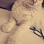 Aslan participe au concours pour gagner de l'argent avec cette photo : alert, animal, cat, closeup, cord, curious, cute, fluffy, fur, indoor, laying, mammal, orange, paws, pet, portrait, relaxed, soft, whiskers, white