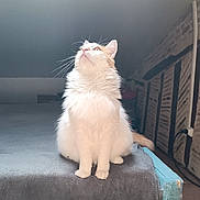 Aslan participe au concours pour gagner de l'argent avec cette photo : bed, blanket, cat, cozy, curious, domestic_animal, feline, fluffy, fur, indoor, looking_up, orange, pet, room, sitting, soft_light, tail, whiskers, white, wooden_beams