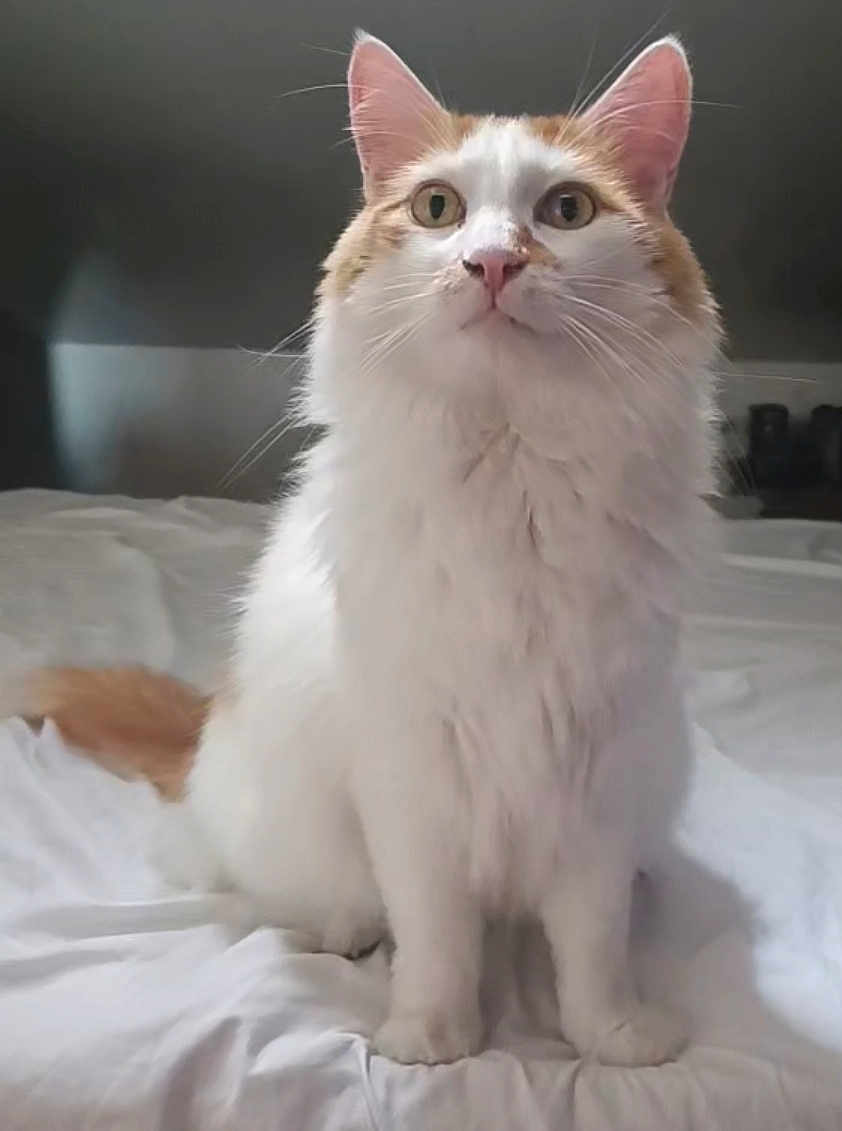 Aslan