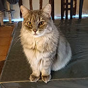 Jupiter a rejoint le concours — aidez-le/la à gagner de superbes lots ! animal, cat, cat_tree, chair, domestic, feline, floor_tiles, fluffy, fur, home, indoor, looking, pet, sitting, tabby, table, tablecloth, whiskers, wooden_beams, yellow_eyes