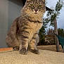 animal, animal_portrait, building, cat, closeup, cloudy_sky, feline, fur, gray_cat, green_eyes, looking_at_camera, nature, outdoor, pet, portrait, sitting, stone_surface, tabby, tree, whiskers