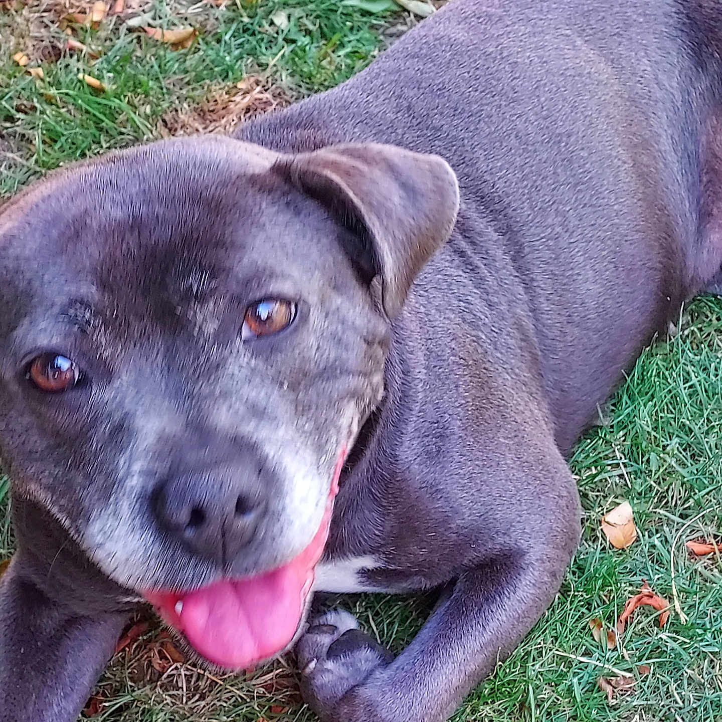 Shana participe au concours pour gagner de l'argent avec cette photo : animal, brown_eyes, canine, close_up, dog, ears, fur, grass, gray_dog, happy, laying_down, leaves, nature, outdoor, pet, playful, relaxed, snout, summer, tongue_out