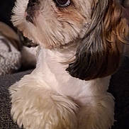 Volt a rejoint le concours — aidez-le/la à gagner de superbes lots ! animal, black, brown, close_up, companion, couch, cute, dog, fluffy, fur, home, indoor, looking_away, paws, pet, portrait, relaxed, resting, shih_tzu, white