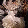 animal, black, brown, close_up, companion, couch, cute, dog, fluffy, fur, home, indoor, looking_away, paws, pet, portrait, relaxed, resting, shih_tzu, white