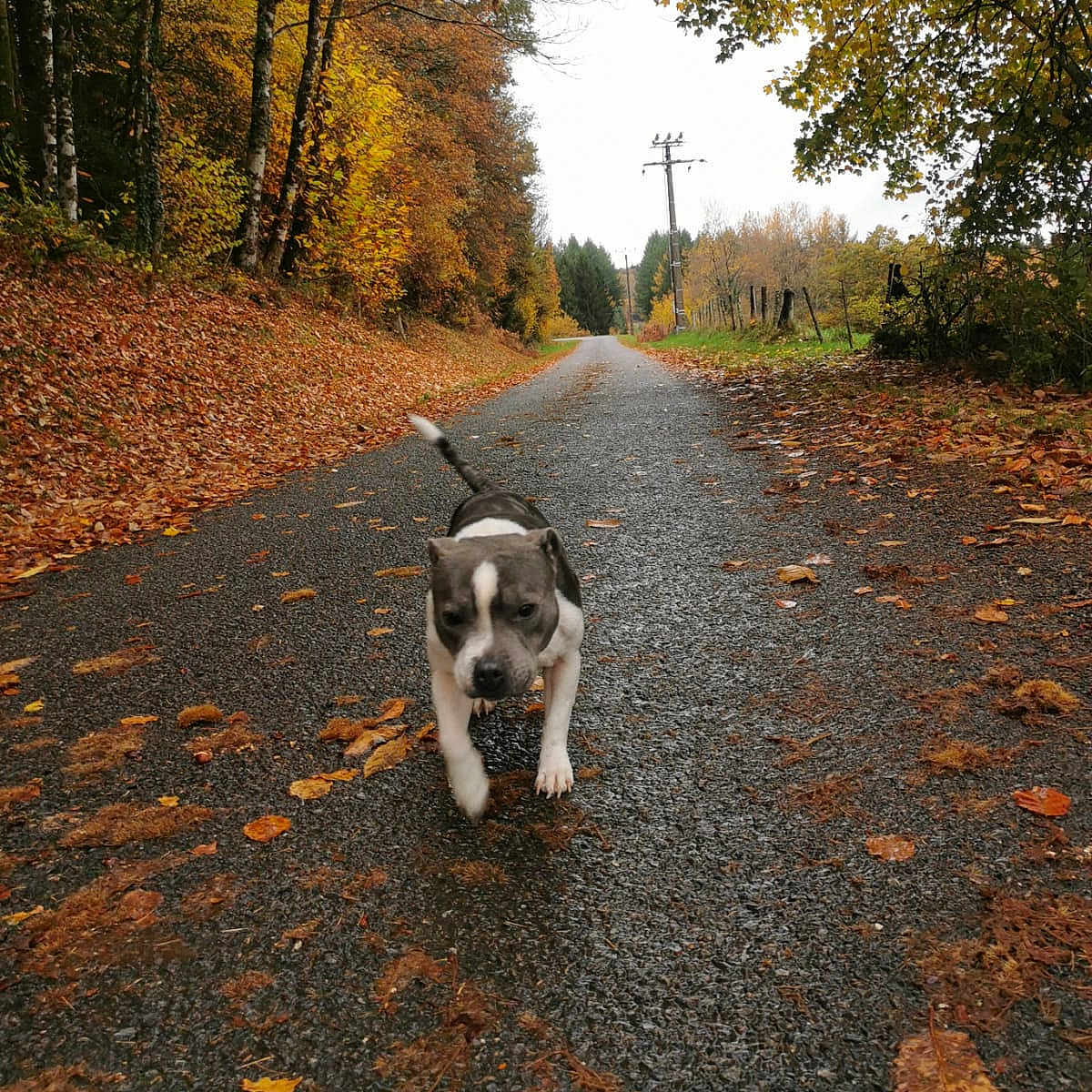 Athena