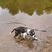 Athena a rejoint le concours — aidez-le/la à gagner de superbes lots ! dog, black_and_white, water, lake, reflection, leash, outdoor, nature, sand, shallow_water, animal, pet, canine, walking, curious, playful, small_dog, riverbank, wet, summer