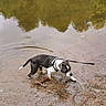 dog, black_and_white, water, lake, reflection, leash, outdoor, nature, sand, shallow_water, animal, pet, canine, walking, curious, playful, small_dog, riverbank, wet, summer