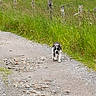 Athena a rejoint le concours — aidez-le/la à gagner de superbes lots ! dog, puppy, gravel_path, grass, greenery, fence, wooden_posts, outdoor, nature, walking, small_dog, black_and_white, canine, rural, summer, daytime, pet, animal, scenic, country