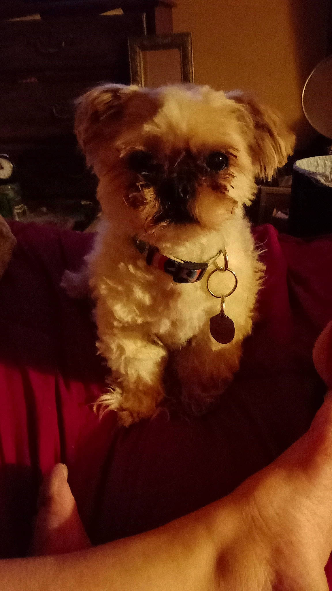 Willie Nelson joined the competition — help win amazing prizes! canidae, carnivore, companion_dog, dog, dog_breed, dog_collar, dog_supply, event, eyewear, fawn, fur, liver, pet_supply, puppy_love, small_terrier, snout, sporting_group, terrier, toy_dog, working_animal