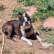 Dodger is registered to the contest to win money with this photo: dog, boston_terrier, lying_down, outdoor, sunlight, grass, plants, dirt, garden_hose, collar, pet, animal, canine, nature, daylight, alert, resting, small_dog, ears_up, curious