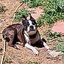 dog, boston_terrier, lying_down, outdoor, sunlight, grass, plants, dirt, garden_hose, collar, pet, animal, canine, nature, daylight, alert, resting, small_dog, ears_up, curious