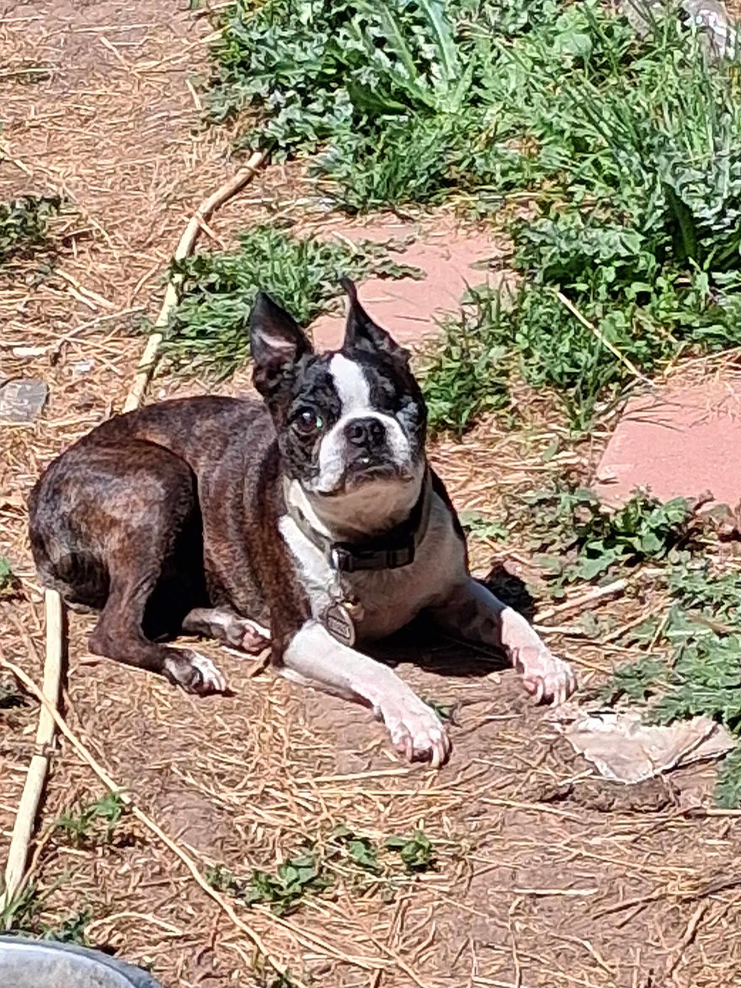 Dodger