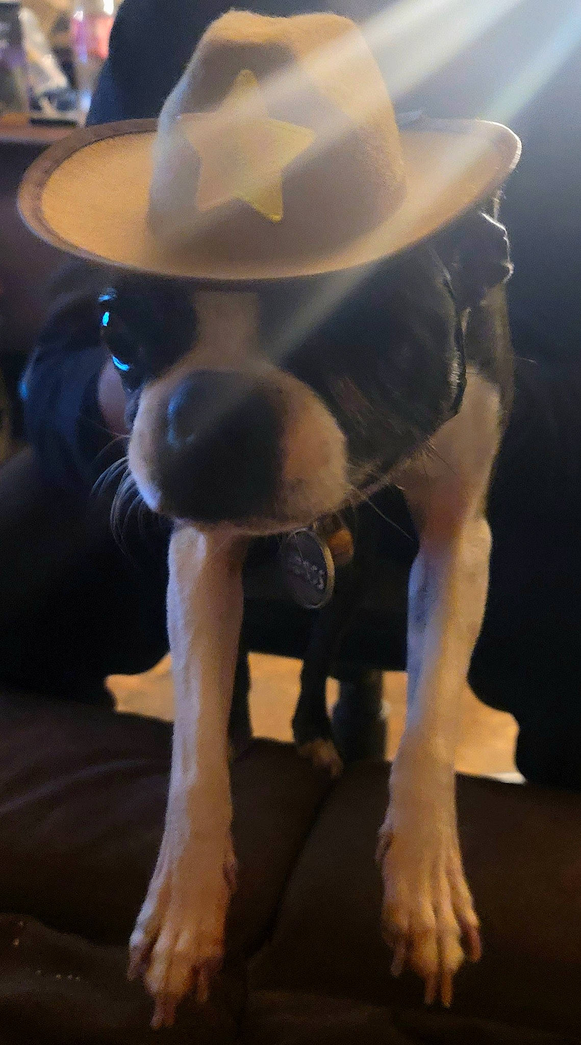 Dodger is registered to the contest to win money with this photo: canidae, carnivore, companion_dog, cowboy_hat, dog, dog_breed, dog_collar, ear, eyewear, fawn, fedora, hat, headgear, light, mammal, snout, sporting_group, sun_hat, vertebrate, working_animal