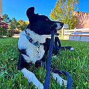Vogue a rejoint le concours — aidez-le/la à gagner de superbes lots ! animal, black_and_white, blue_sky, canine, collar, daytime, dog, domestic, fence, garden, grass, happy, house, leash, nature, outdoor, pet, playing, sunny, tree