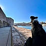 Vogue participe au concours pour gagner de l'argent avec cette photo : animal, black_and_white, blue_sky, boats, buildings, calm, canine, cityscape, daytime, dog, harbor, leash, outdoor, pet, reflection, relaxation, seaside, sky, stone_wall, water