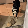animal, black_and_white, canine, collar, companion, curious, cute, dog, domestic, flooring, head_tilt, home, indoor, looking_up, pet, playful, stuffed_toy, tile_floor, toy, wood_floor