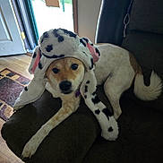 Ginger is registered to the contest to win money with this photo: dog, hat, couch, indoor, pet, relaxed, fur, ears, looking, animal, brown, white, spotted, floor, doorway, carpet, furniture, cozy, cute, portrait