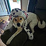 dog, hat, couch, indoor, pet, relaxed, fur, ears, looking, animal, brown, white, spotted, floor, doorway, carpet, furniture, cozy, cute, portrait