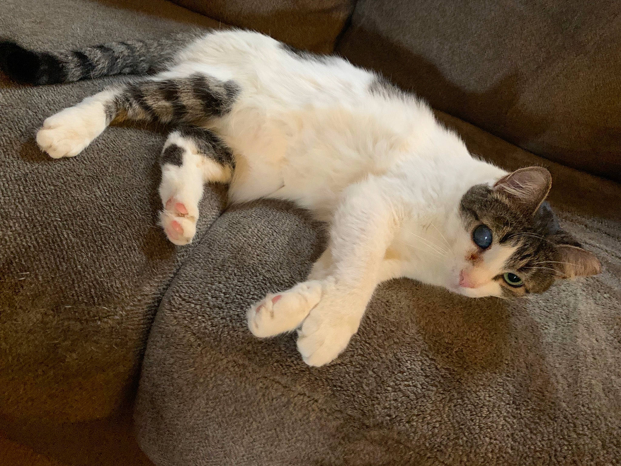 Blink joined the competition — help win amazing prizes! carnivore, cat, claw, comfort, domestic_short_haired_cat, eye, fawn, felidae, fur, nap, paw, sleep, small_to_medium_sized_cats, snout, tail, terrestrial_animal, whiskers