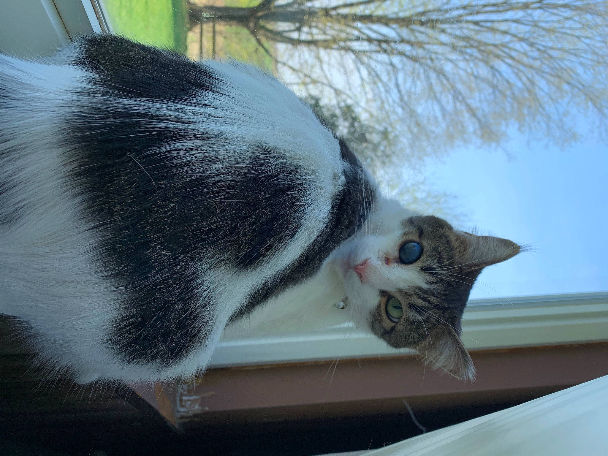 Blink is registered to the contest to win money with this photo: carnivore, cat, cat_supply, claw, comfort, domestic_short_haired_cat, felidae, fur, grey, paw, plant, sky, small_to_medium_sized_cats, snout, tail, tree, twig, whiskers, window, winter