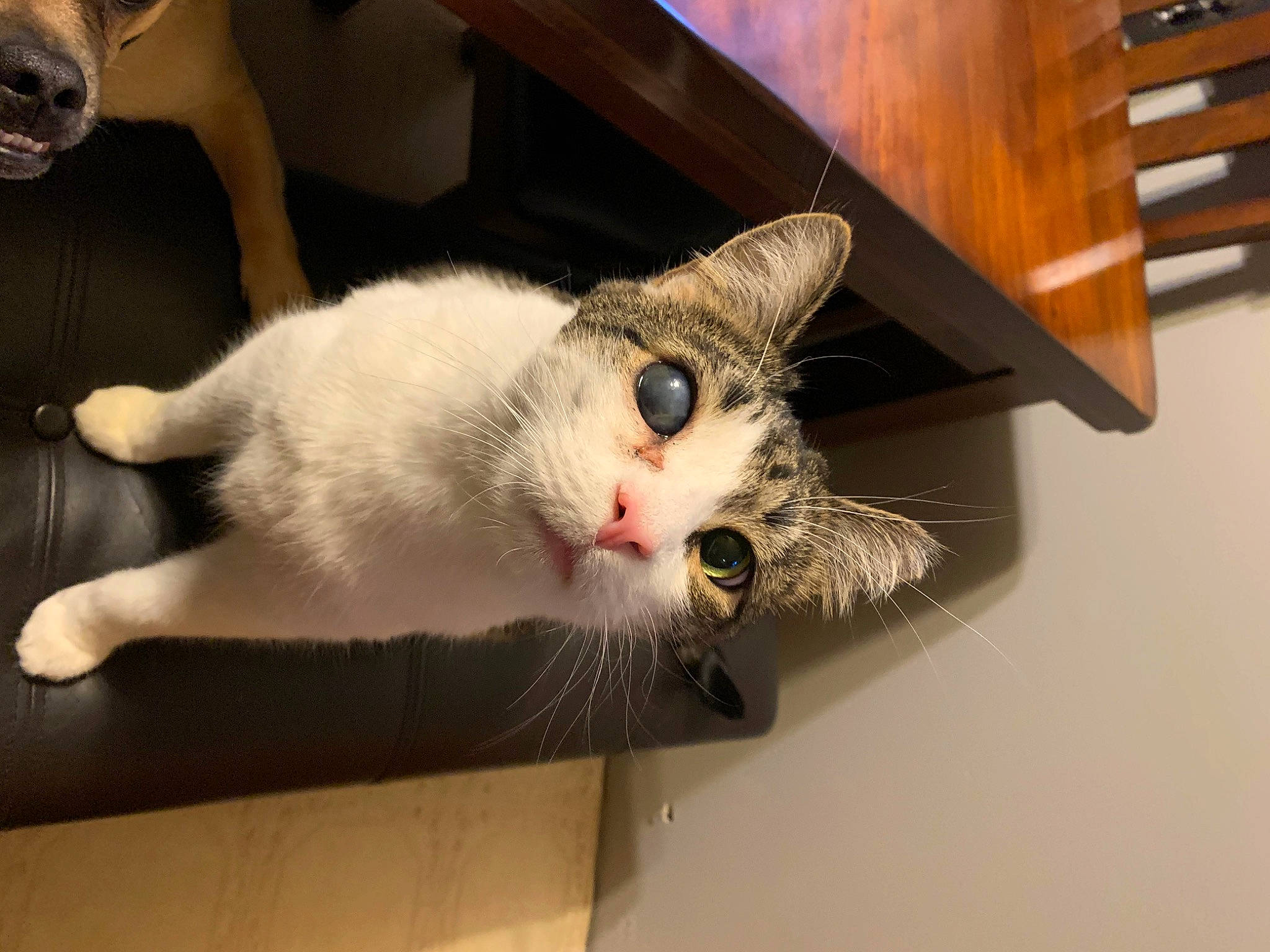 Blink is registered to the contest to win money with this photo: carnivore, cat, claw, domestic_short_haired_cat, felidae, flooring, fur, hardwood, paw, room, small_to_medium_sized_cats, snout, tail, varnish, whiskers, wood, wood_stain