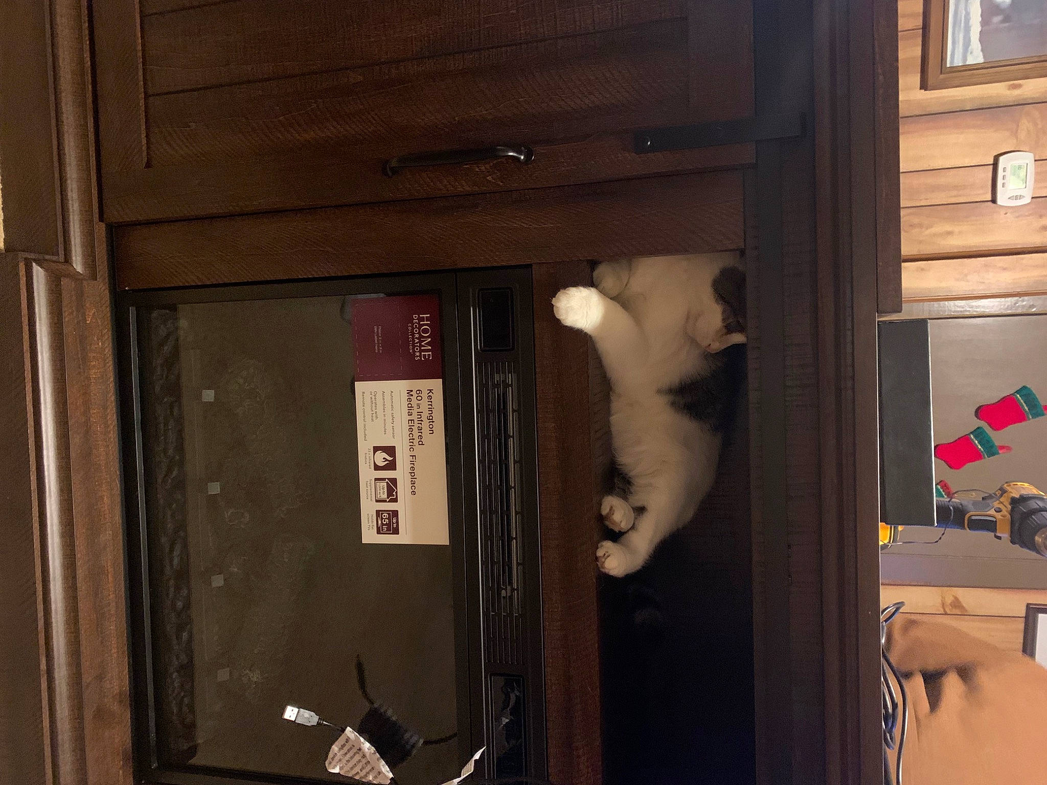 Blink is registered to the contest to win money with this photo: art, box, cabinetry, cardboard, cat, door, felidae, fur, hardwood, machine, plywood, room, shelf, shelving, small_to_medium_sized_cats, whiskers, wood
