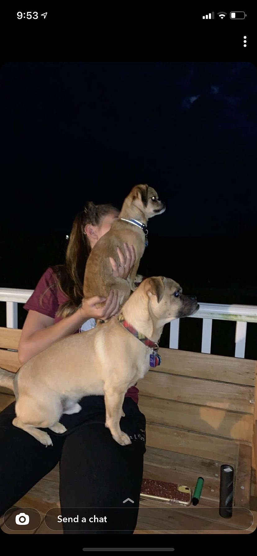 Bimmer is registered to the contest to win money with this photo: canidae, carnivore, collar, companion_dog, dog, dog_breed, dog_collar, dog_supply, event, fawn, fun, fur, guard_dog, gun_dog, leash, pet_supply, sitting, snout, sporting_group, wood