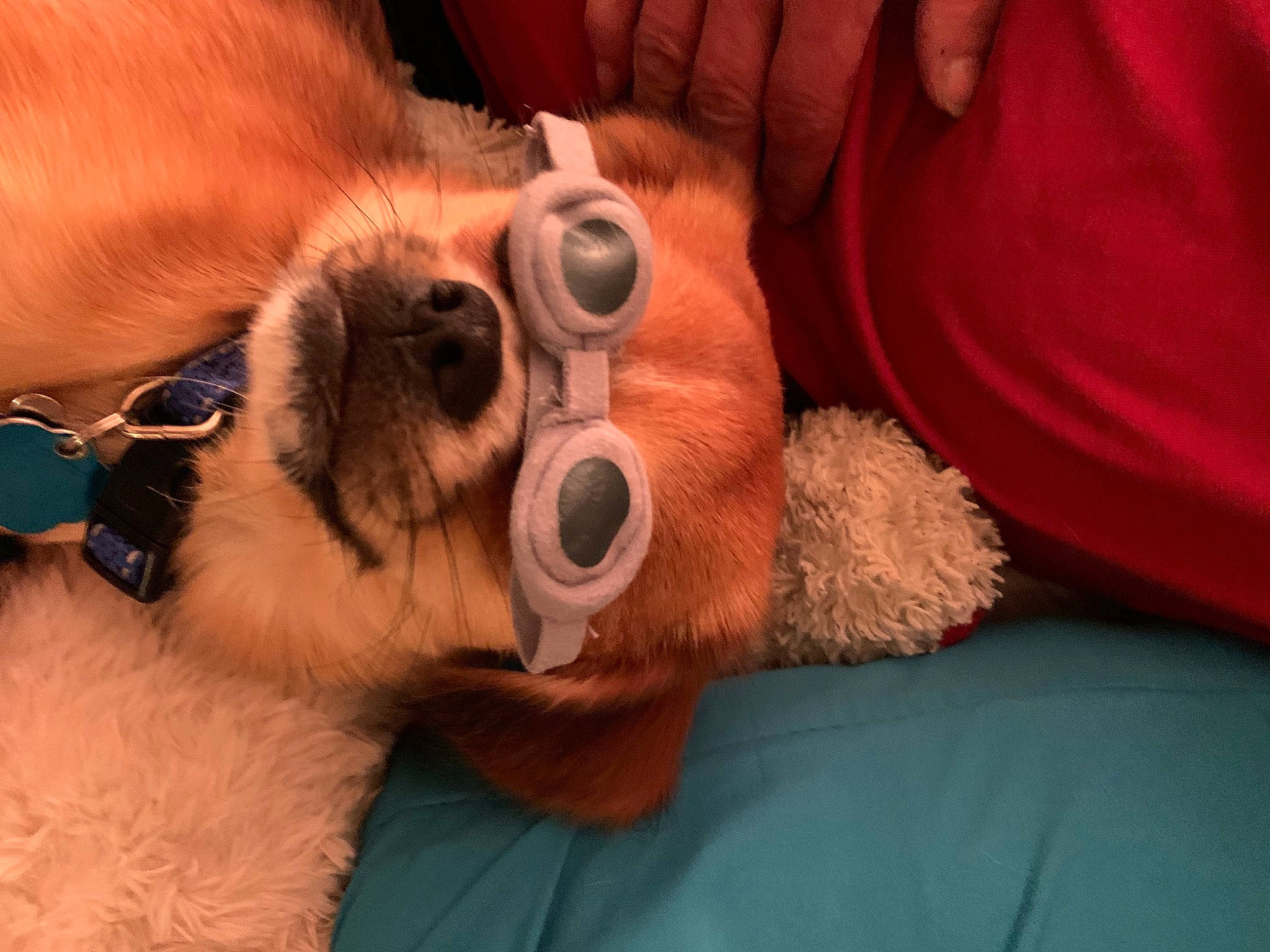 Bimmer joined the competition — help win amazing prizes! abdomen, beard, canidae, carnivore, comfort, companion_dog, dog, dog_breed, ear, eyelash, eyewear, fawn, fur, head, snout, sporting_group, sunglasses, toy_dog, vision_care, working_animal