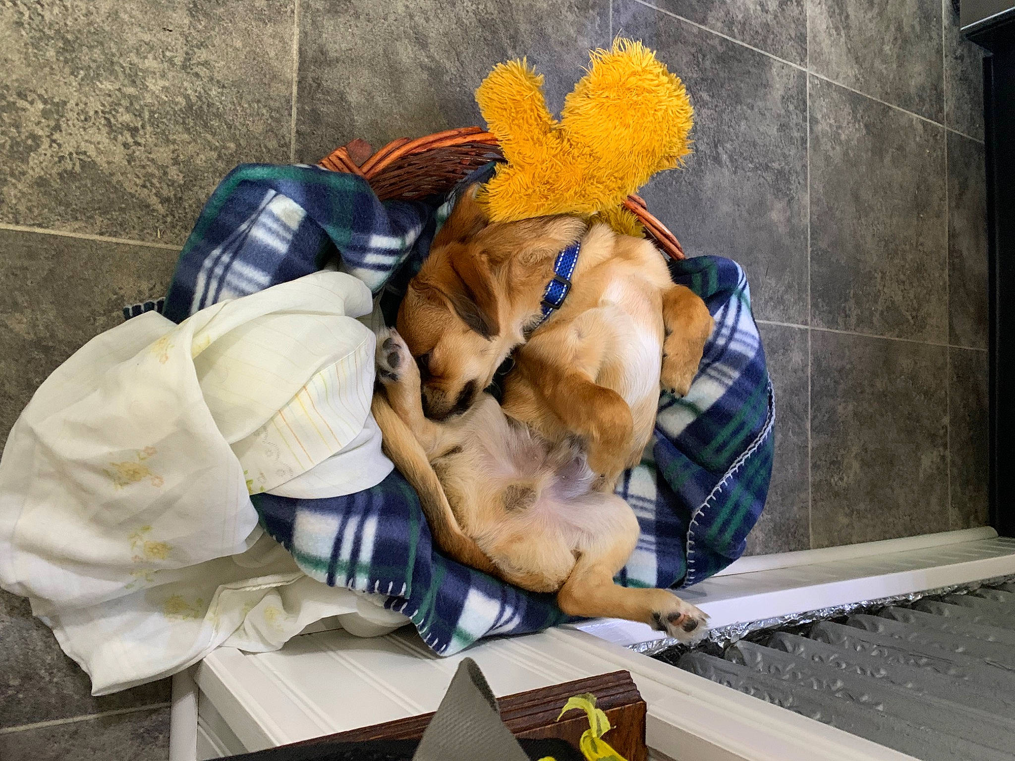 Bimmer joined the competition — help win amazing prizes! art, canidae, carnivore, companion_dog, dog_breed, fawn, flooring, fur, leisure, mammal, nap, plush, sitting, sporting_group, street, stuffed_toy, teddy_bear, textile, toy, vertebrate