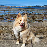Loumy a rejoint le concours — aidez-le/la à gagner de superbes lots ! dog, pet, fluffy, happy, smiling, sitting, outdoors, seaside, coastline, beach, tide_pool, rocks, ocean, water, blue_sky, village, boats, leash, portrait, sunny