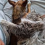 animal_companions, brown_dog, cat, comfort, cozy, cute, dog, fluffy, friendship, fur, gray_cat, human_lap, indoor, lap, pet, relaxed, resting, shorts, sleeping_cat, snuggling