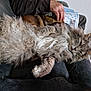 animal, cat, cozy, crossword, cushion, dog, domestic, fluffy, fur, gray_cat, hand, home, indoor, newspaper, person, petting, relaxed, resting, sleepy, sofa