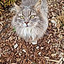 animal, cat, close_up, curious, feline, fluffy, fur, garden, gray, greenery, looking_up, mammal, nature, outdoor, pet, portrait, whiskers, wildlife, wood_chips, yellow_eyes