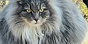 Fortuna participe au concours pour gagner de l'argent avec cette photo : animal, cat, closeup, eyes, feline, fluffy, fur, gray, majestic, moss, nature, outdoor, pet, portrait, sitting, sunlight, tree, whiskers, wild, wood