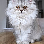 Bahia a rejoint le concours — aidez-le/la à gagner de superbes lots ! cat, fluffy, white_fur, long_hair, persian_cat, pet, animal, portrait, close_up, sitting, indoors, wooden_table, whiskers, ears, golden_eyes, paws, furry, cute, serious_expression, photography