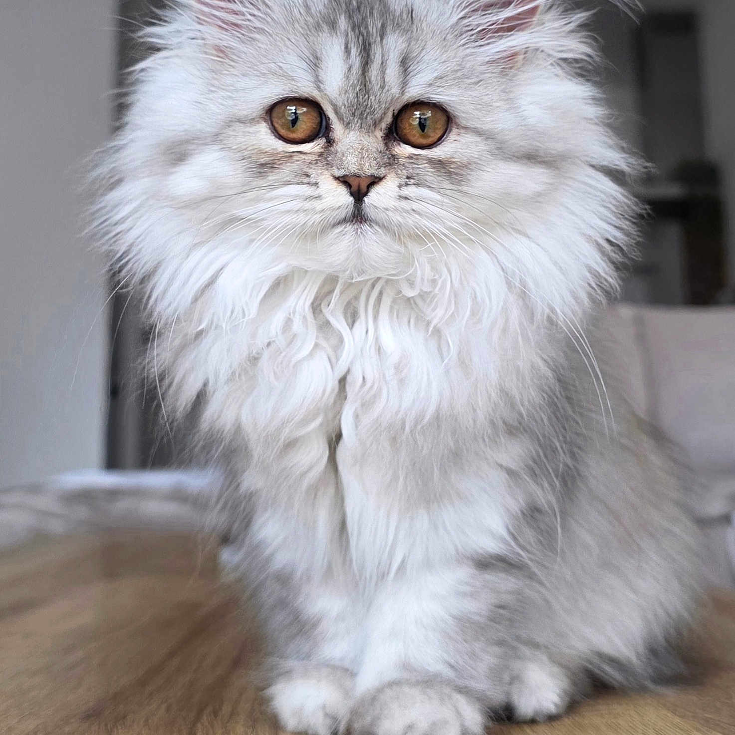 Bahia a rejoint le concours — aidez-le/la à gagner de superbes lots ! cat, fluffy, white_fur, long_hair, persian_cat, pet, animal, portrait, close_up, sitting, indoors, wooden_table, whiskers, ears, golden_eyes, paws, furry, cute, serious_expression, photography