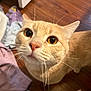 Louis is registered to the contest to win money with this photo: cat, orange_tabby, curious, close_up, whiskers, indoor, wooden_floor, clothes, pet, animal, fur, face, ears, eyes, domestic_cat, looking_up, cute, feline, mammal