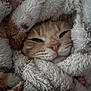 Louis is registered to the contest to win money with this photo: cat, animal, pet, face, fur, whiskers, blanket, cozy, soft, sleepy, comfort, cute, closeup, warm, snuggled, resting, indoor, feline, relaxed, nestled