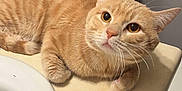 Louis joined the competition — help win amazing prizes! cat, ginger_cat, indoor, bathroom, counter, sink, hello_kitty, bag, decorative_box, curious, pet, feline, whiskers, ears, fur, domestic_animal, cute, looking_up, tabletop, relaxed