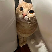 Louis is registered to the contest to win money with this photo: cat, orange_tabby, curious, peeking, appliances, indoor, wooden_floor, whiskers, fur, pet, closeup, face, eyes, nose, paws, domestic, cute, animal, mammal, home