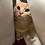 cat, orange_tabby, curious, peeking, appliances, indoor, wooden_floor, whiskers, fur, pet, closeup, face, eyes, nose, paws, domestic, cute, animal, mammal, home
