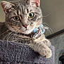 Pickle Relish joined the competition — help win amazing prizes! cat, tabby, pet, animal, feline, collar, bell, perch, claw_post, indoor, curious, gray, whiskers, ears, paws, fur, face, green_eyes, relaxed, home